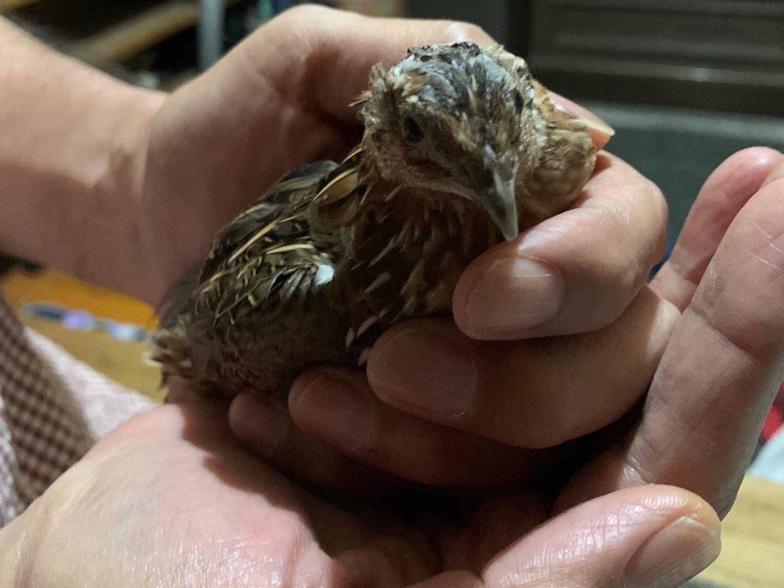 保護された鳥 保護された鳥