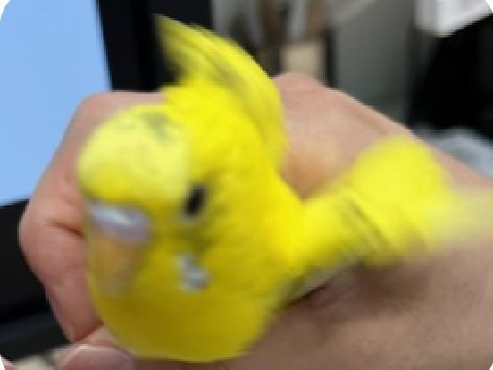 保護された鳥 保護された鳥
