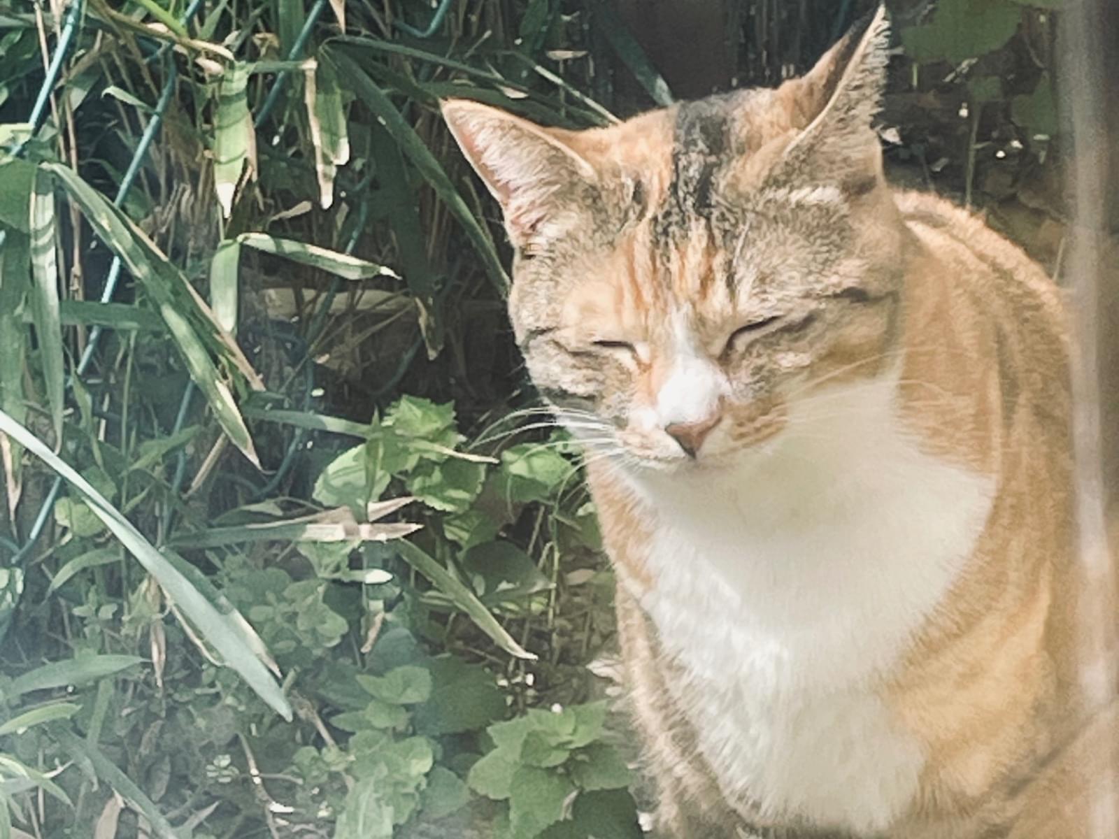 目撃された猫 目撃された猫