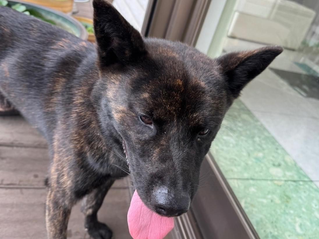 目撃された犬 目撃された犬