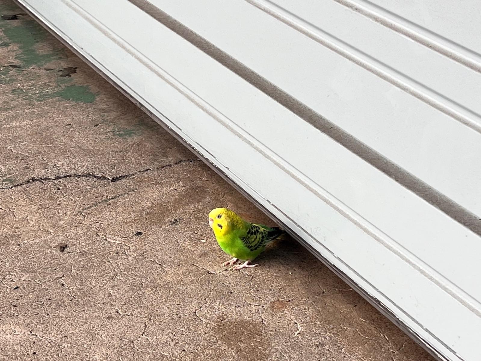 目撃された鳥 目撃された鳥
