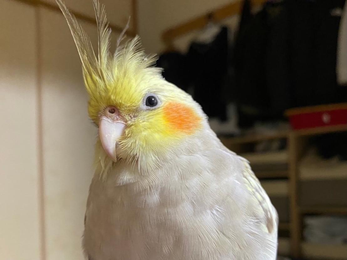 がんもちゃん がんもちゃん