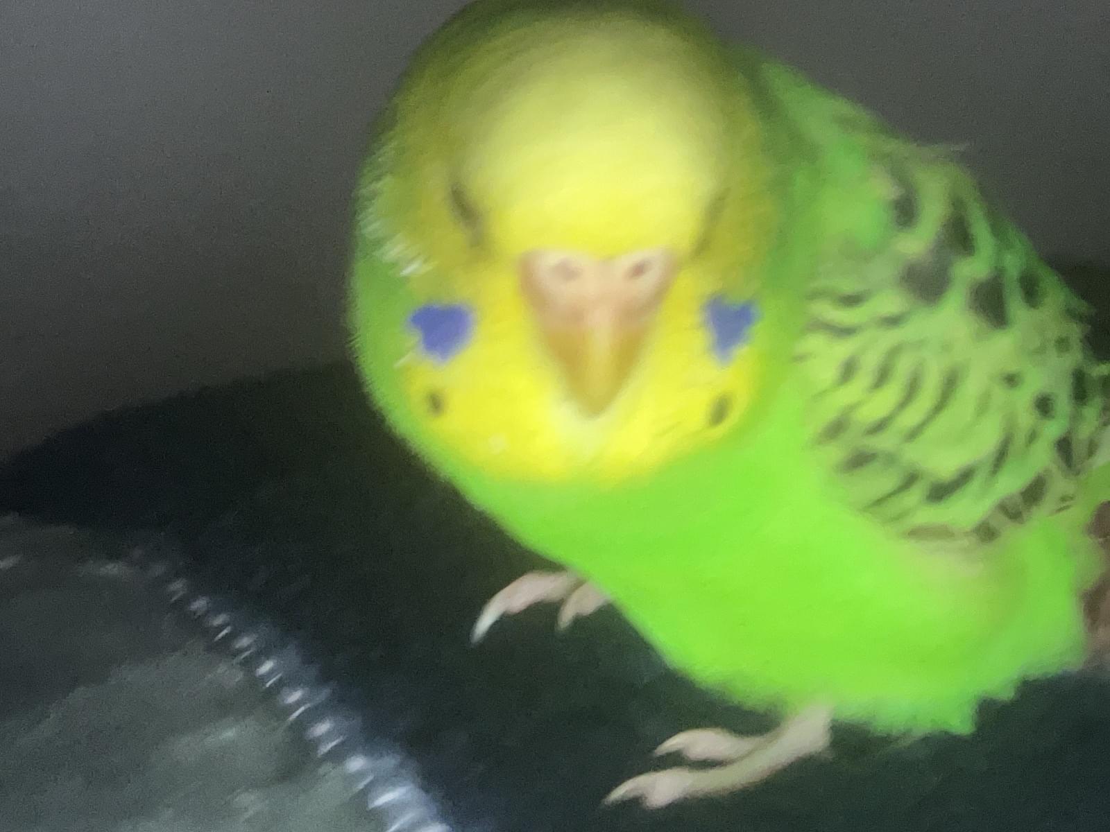 ジルちゃん ジルちゃん