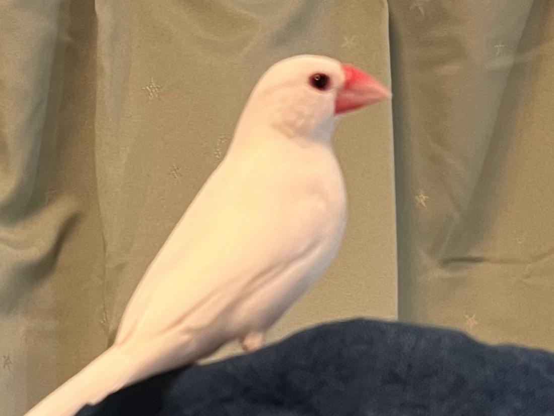 保護された鳥 保護された鳥
