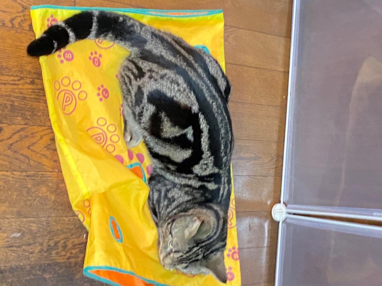 トイちゃん トイちゃん