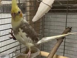 全国の迷子のペット (18713件)