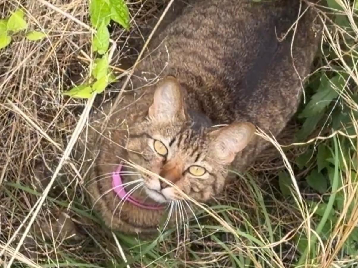 目撃された猫
