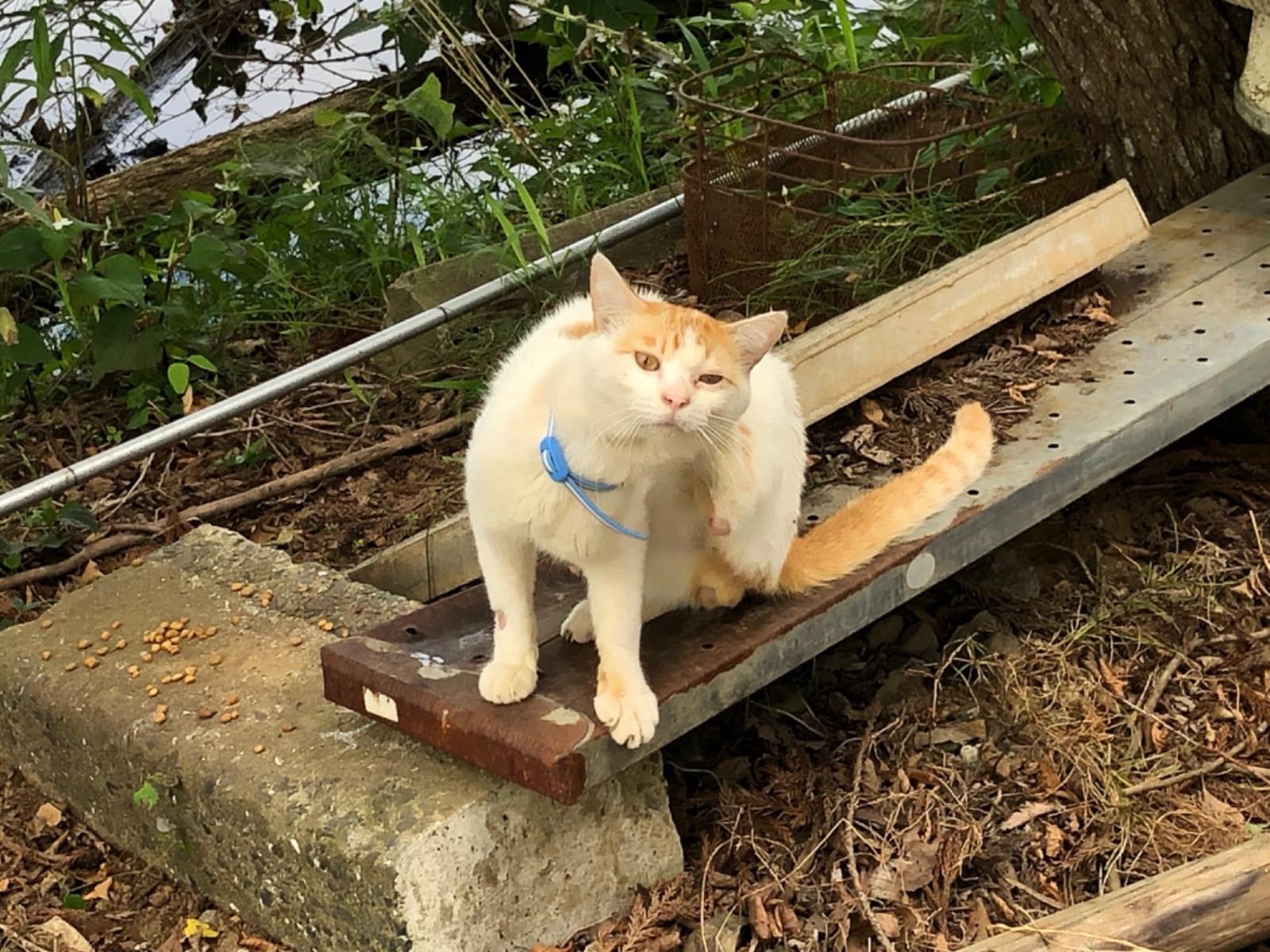 目撃された猫 目撃された猫