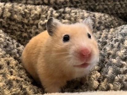 ペコちゃん ペコちゃん