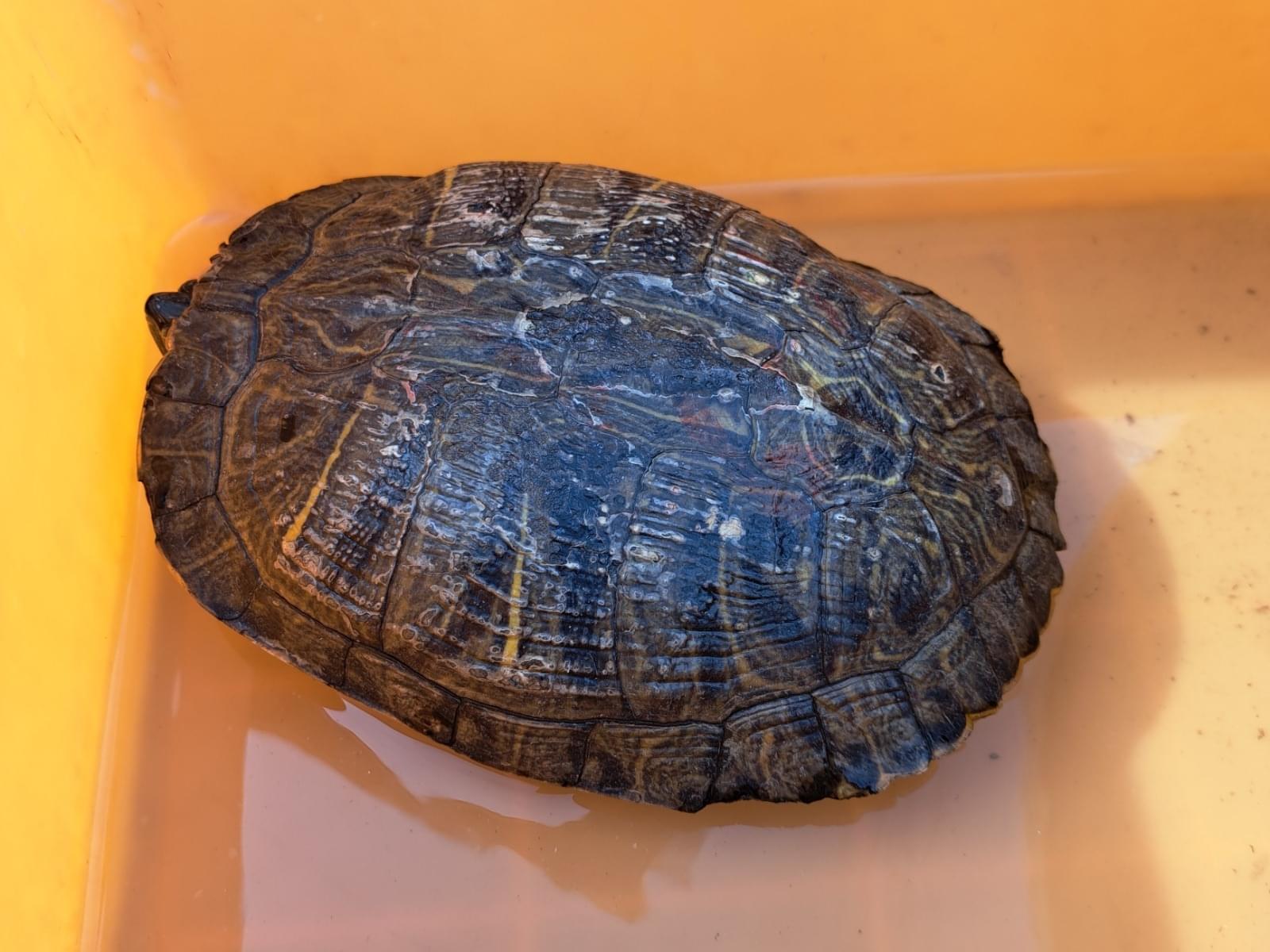 保護されたペット