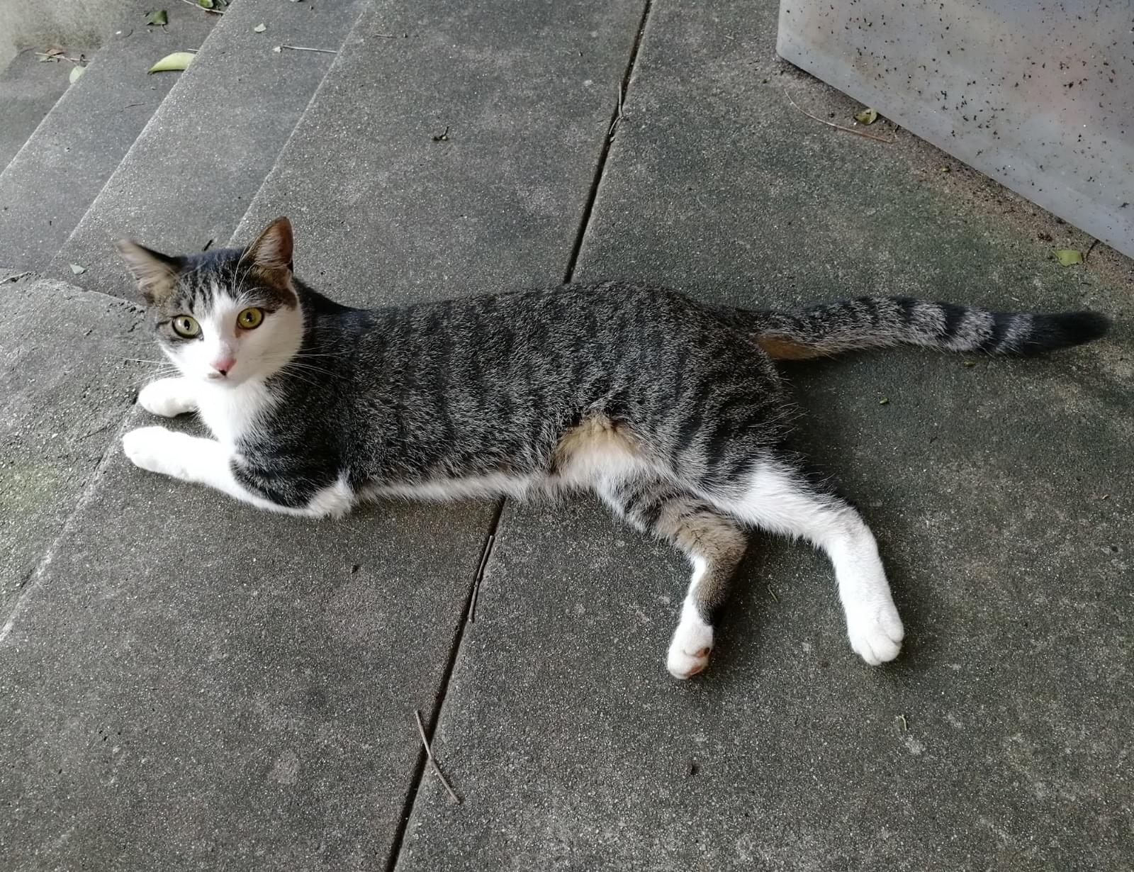 キジシロのねこを探しています キジシロのねこを探しています