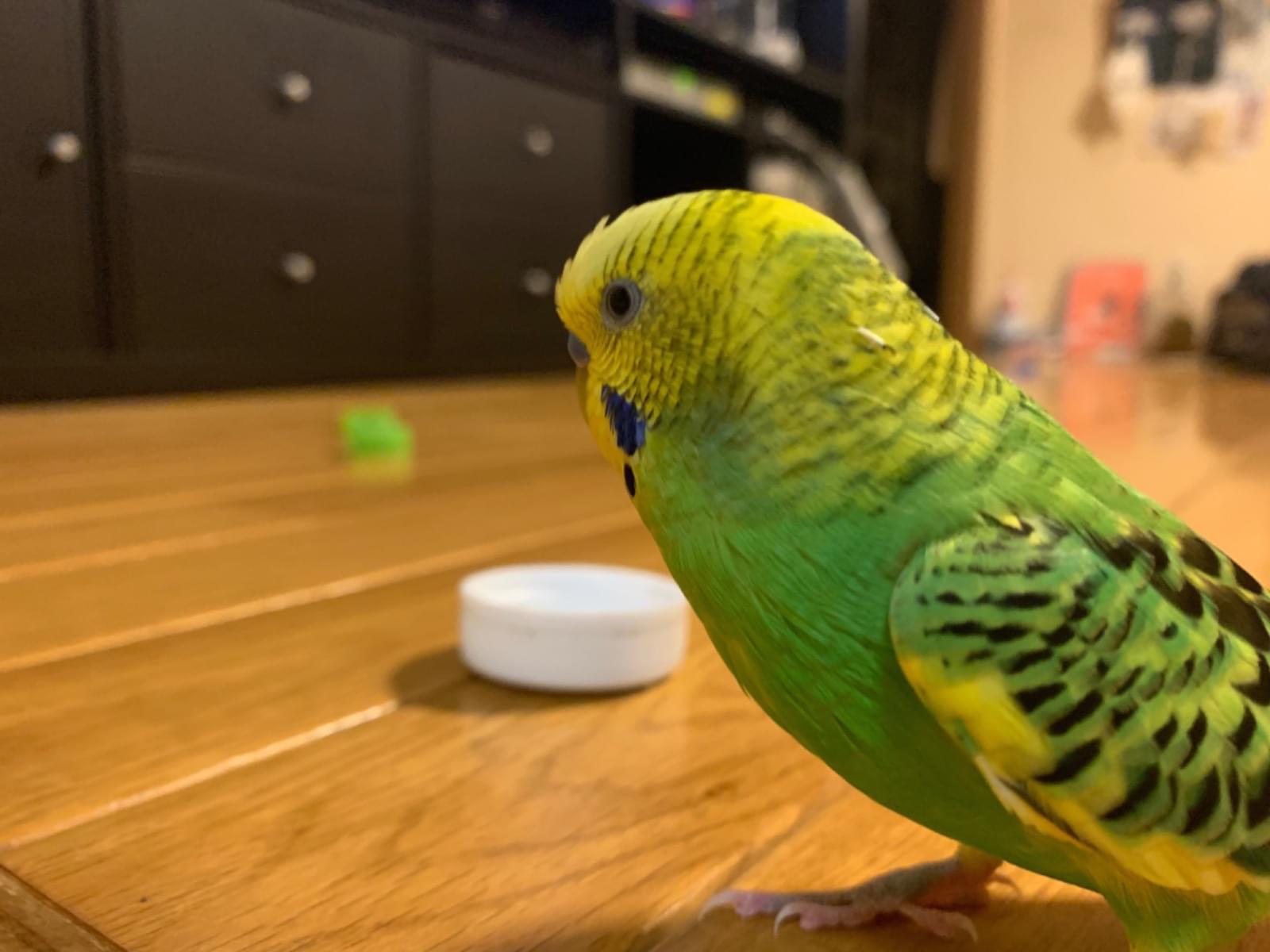 むぎちゃん むぎちゃん