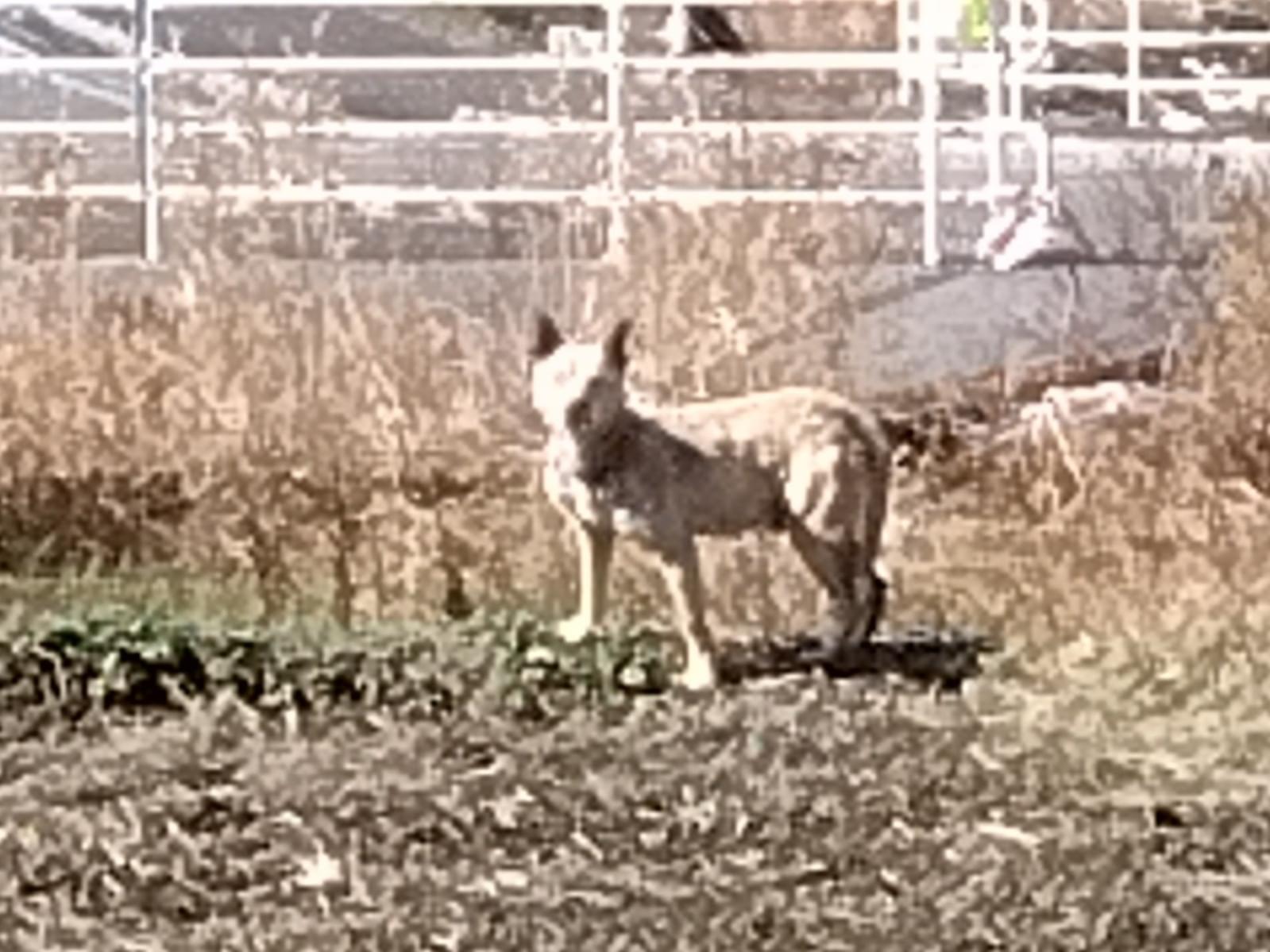 目撃された犬 目撃された犬
