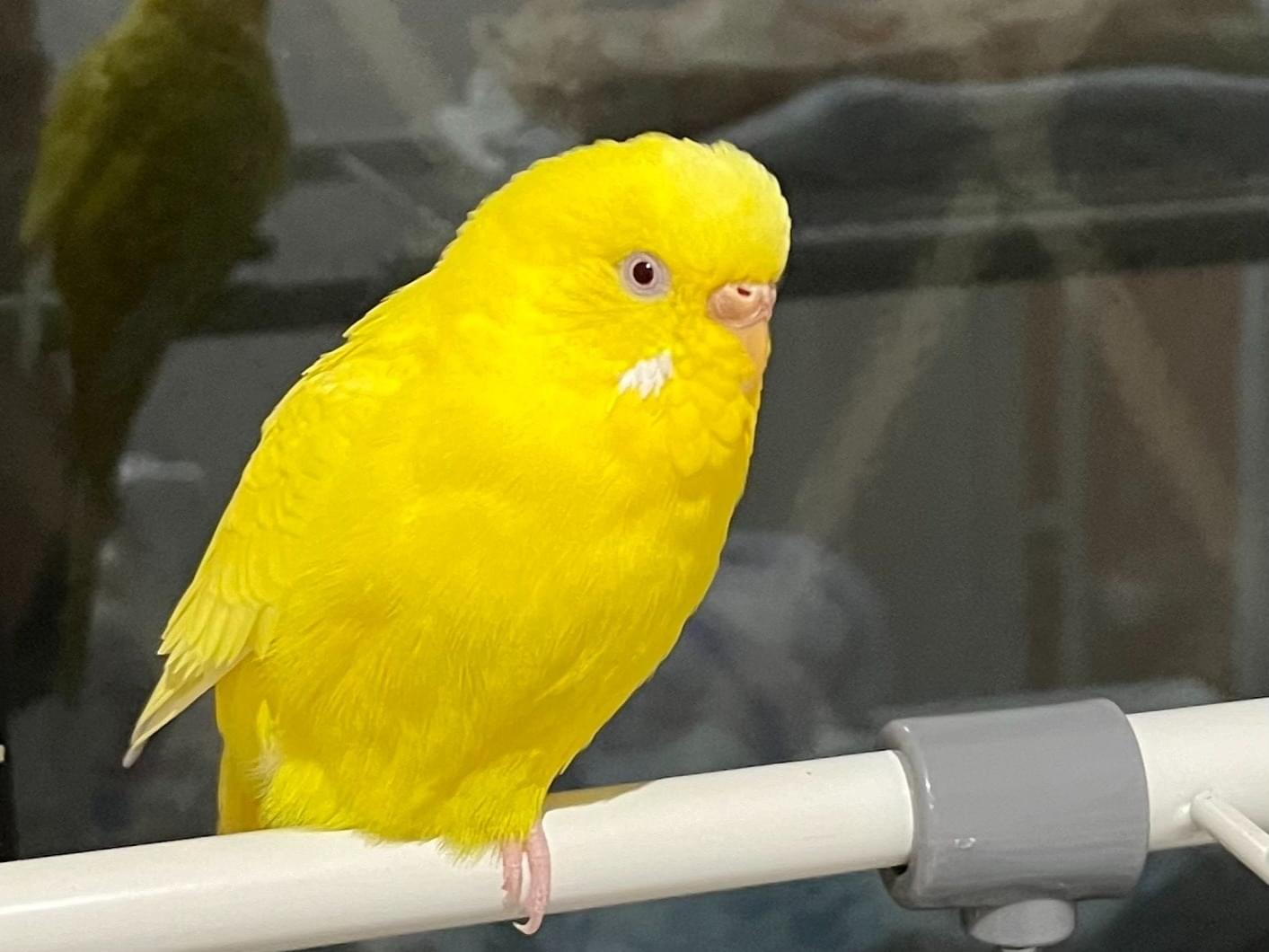 ぴーたろうちゃん ぴーたろうちゃん