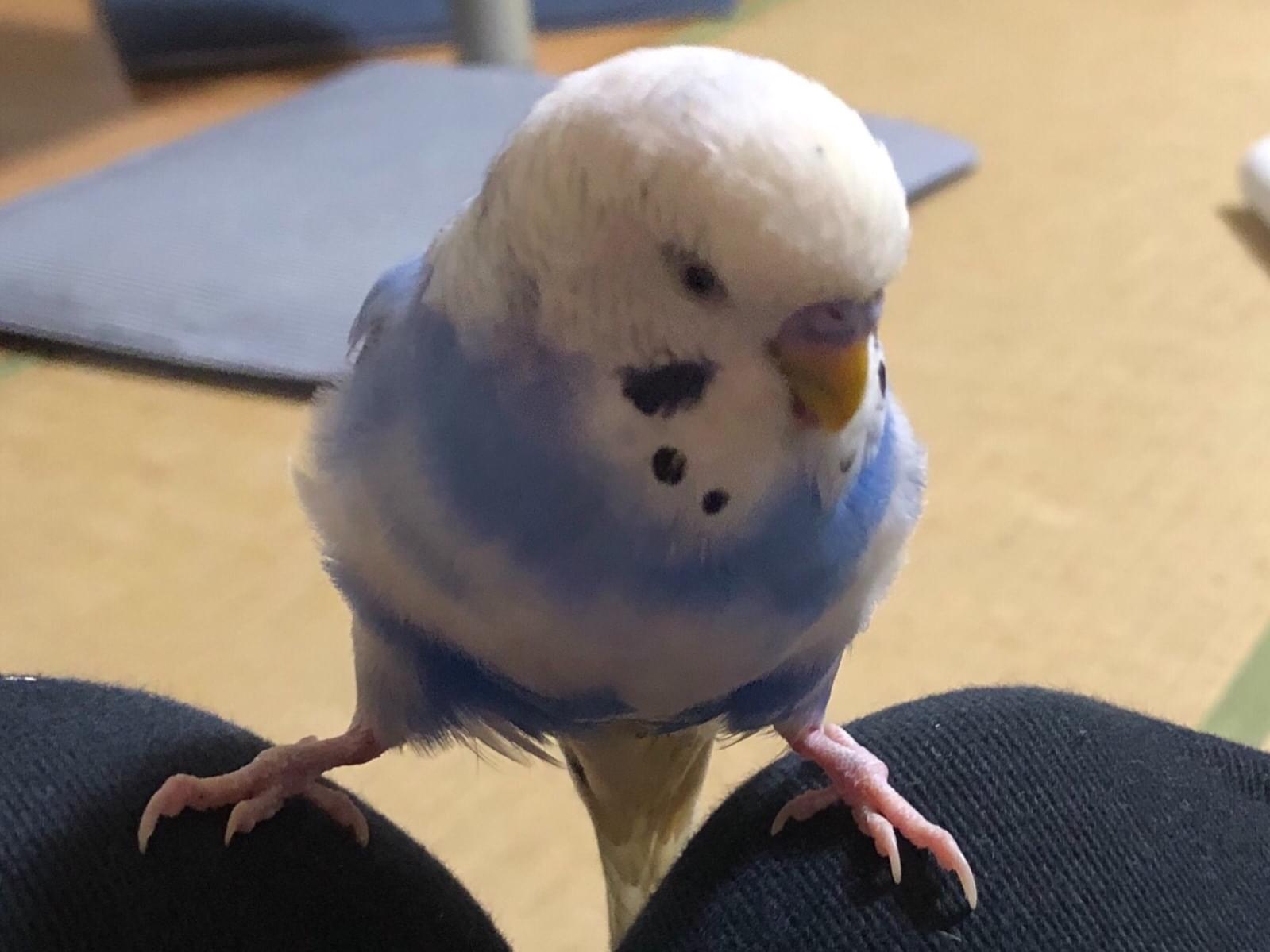 チロちゃん チロちゃん