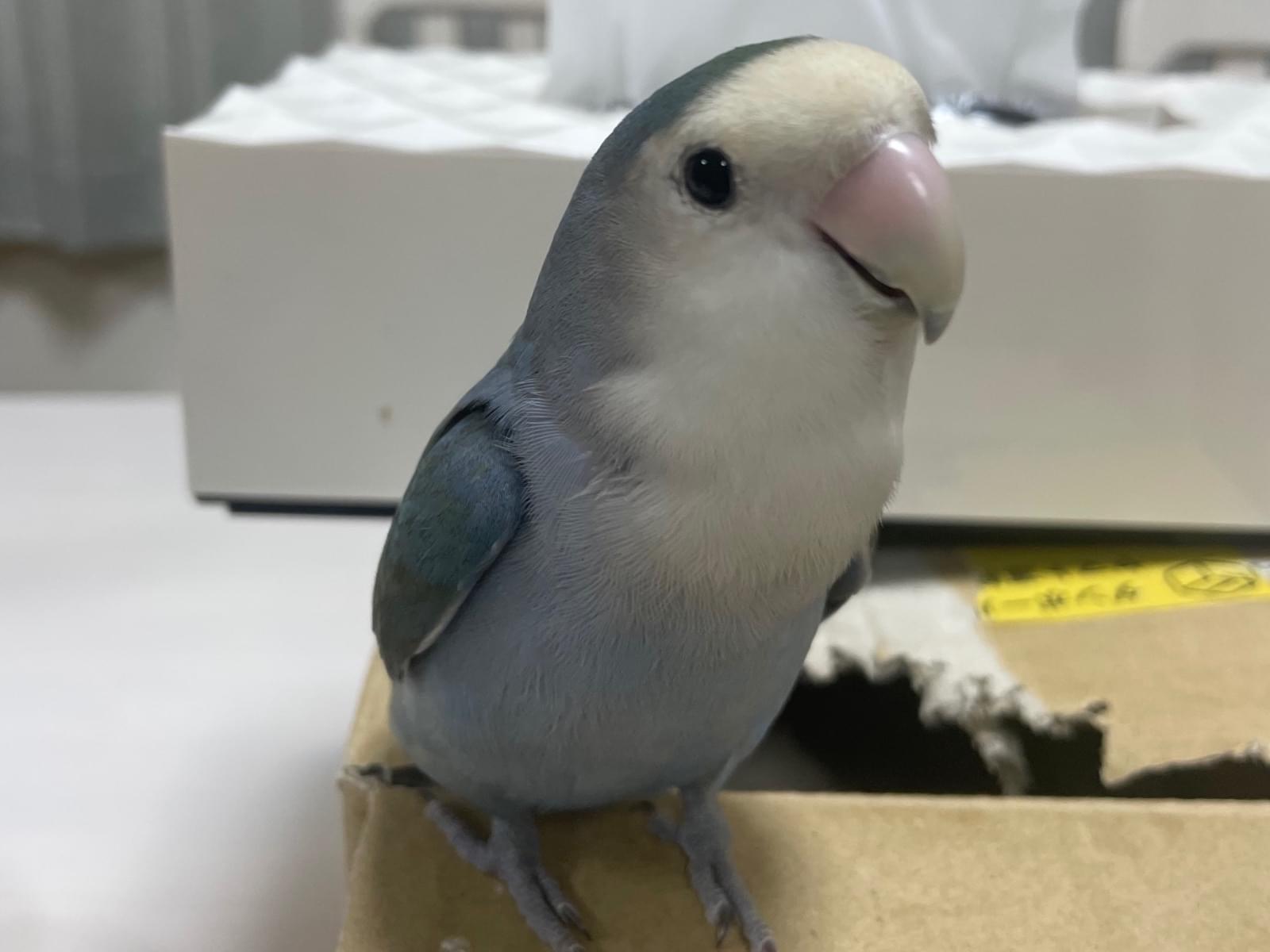 さっちゃん