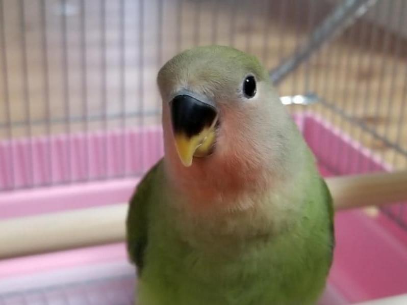 もこちゃん もこちゃん
