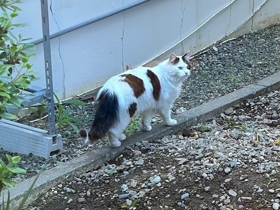 目撃された猫 目撃された猫