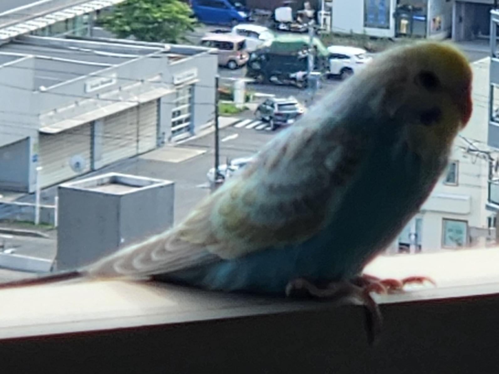 目撃された鳥 目撃された鳥