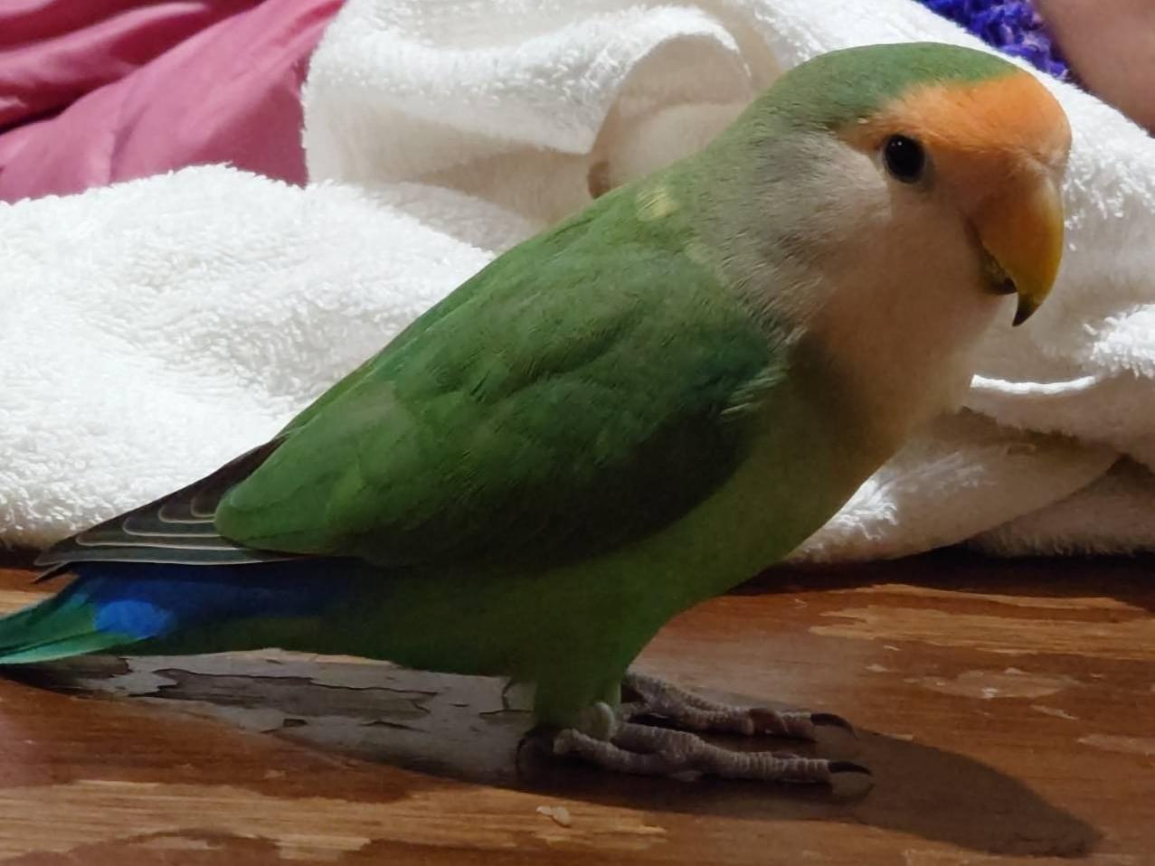 ぴーちゃん ぴーちゃん