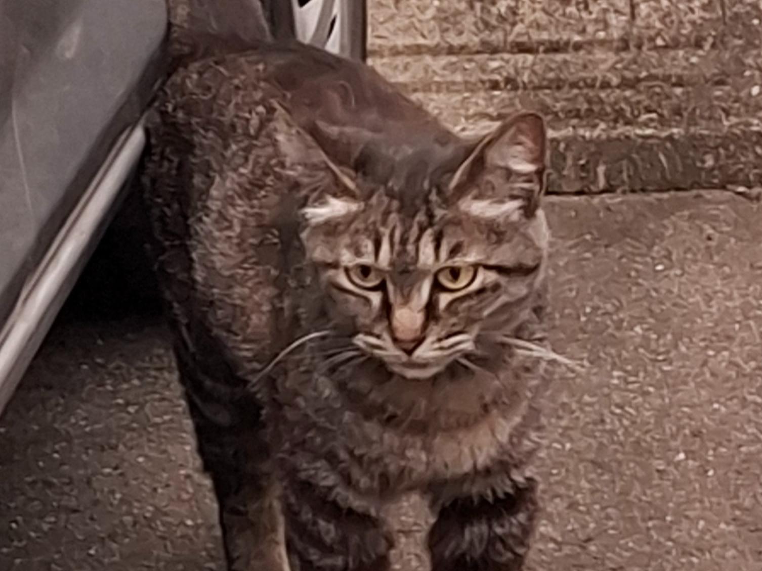 目撃された猫 目撃された猫