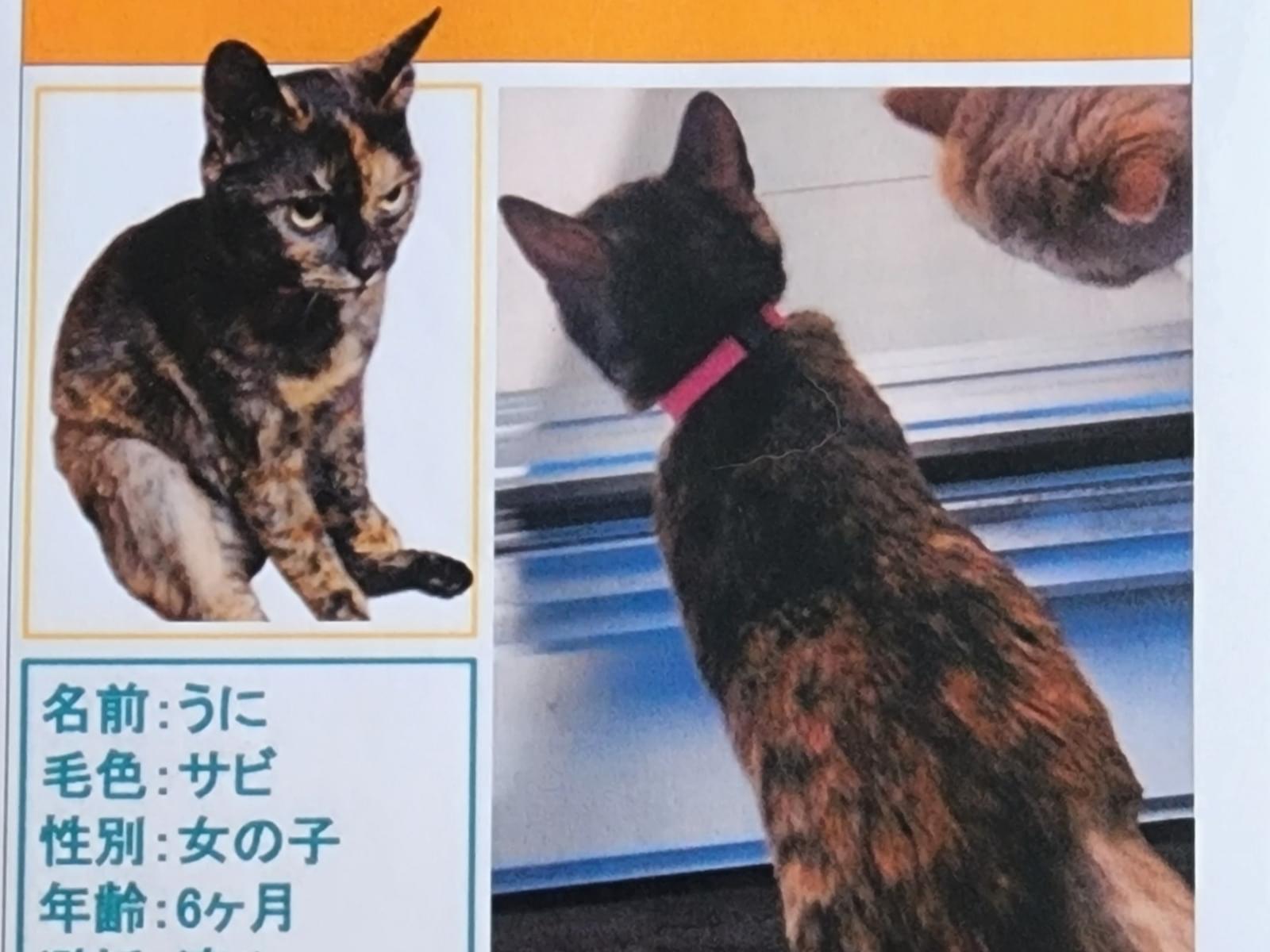 うにちゃん うにちゃん