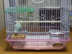 熊本の迷子のペット 56件