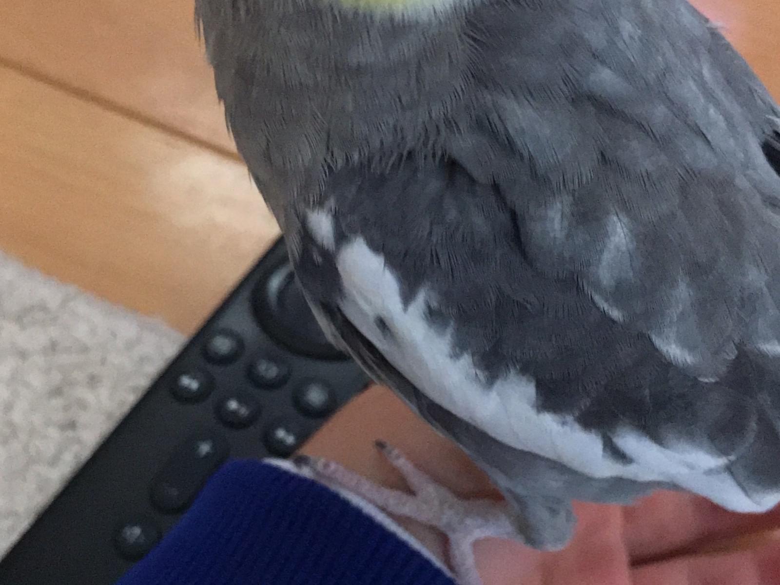 いちごちゃん いちごちゃん
