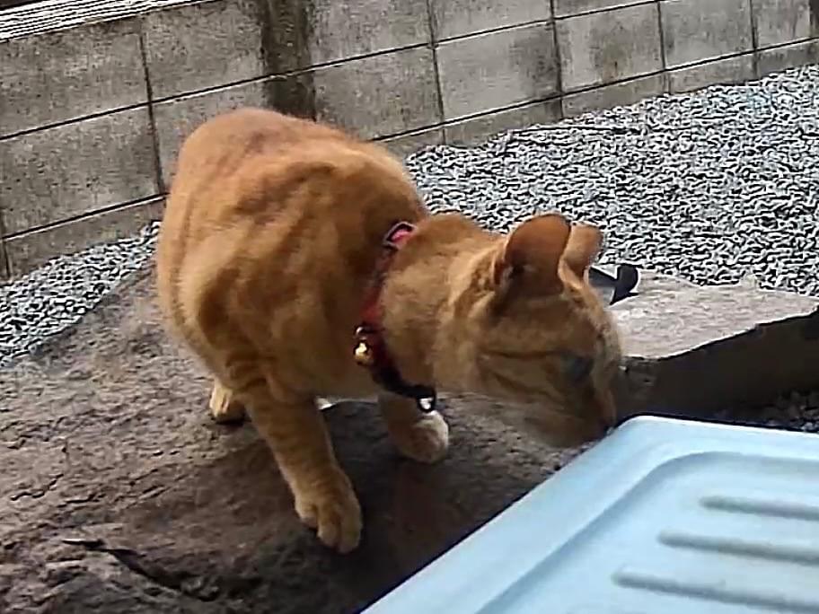 目撃された猫