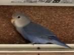 ああちゃん ああちゃん