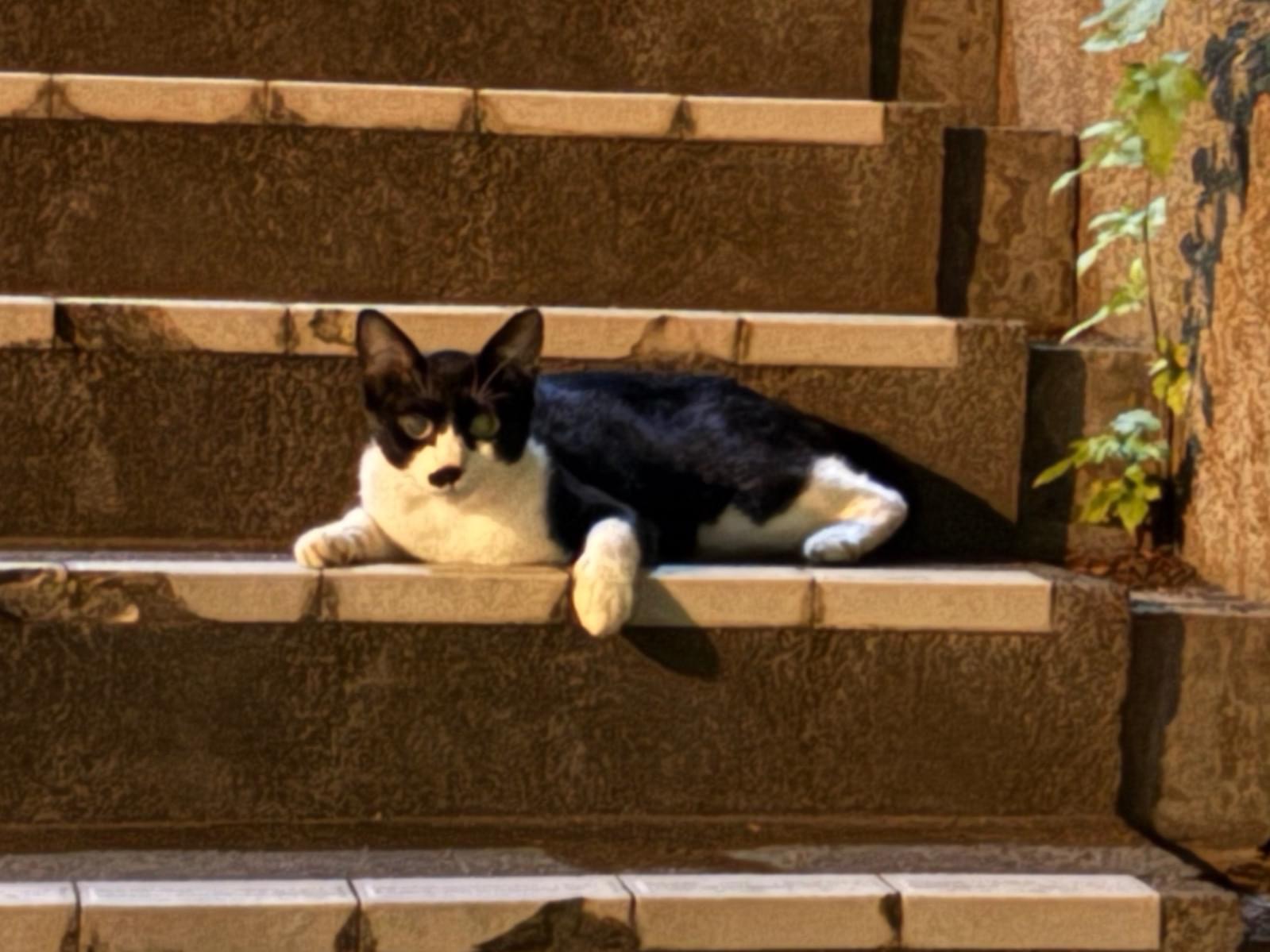 目撃された猫 目撃された猫