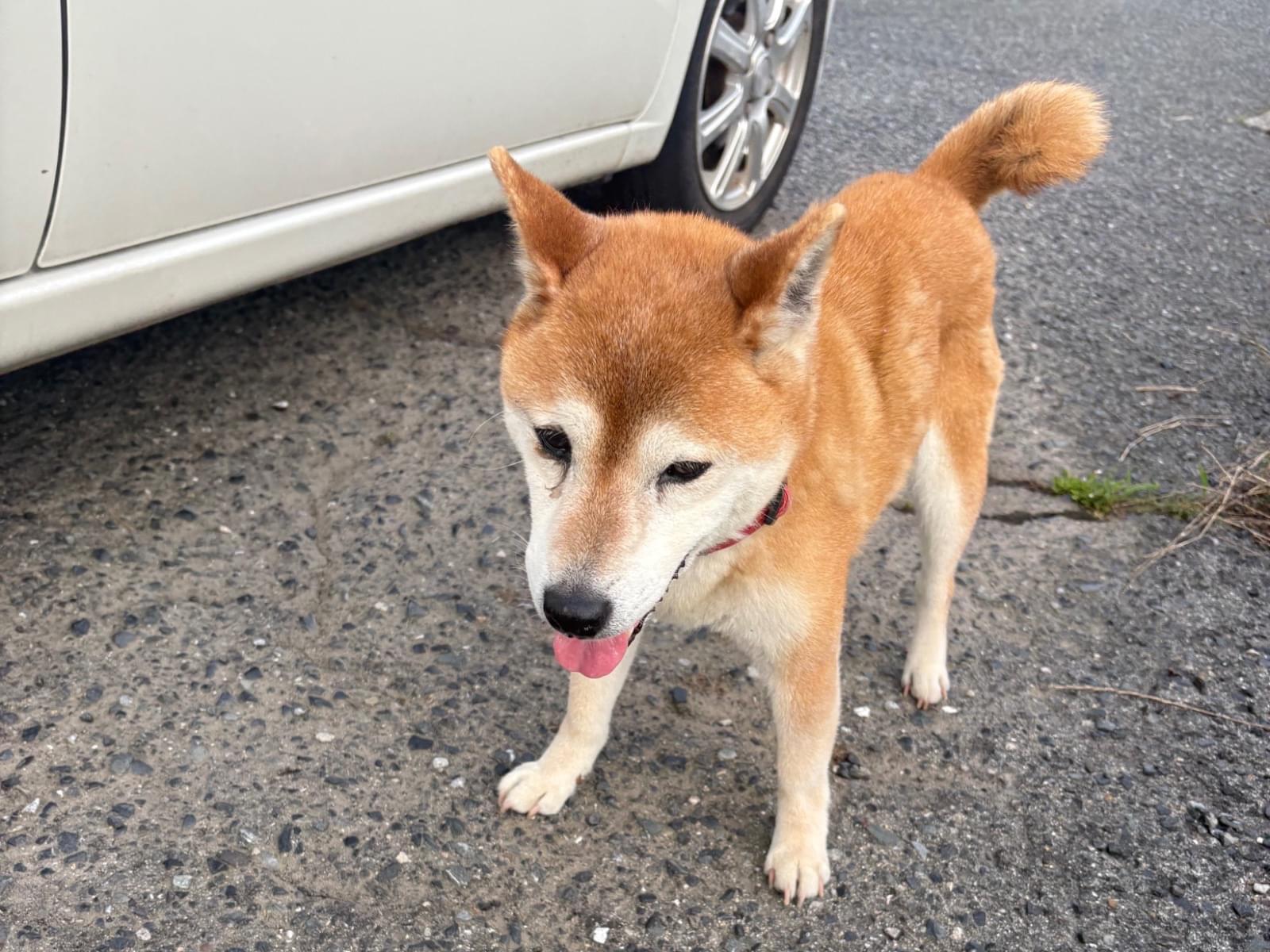 保護された犬 保護された犬