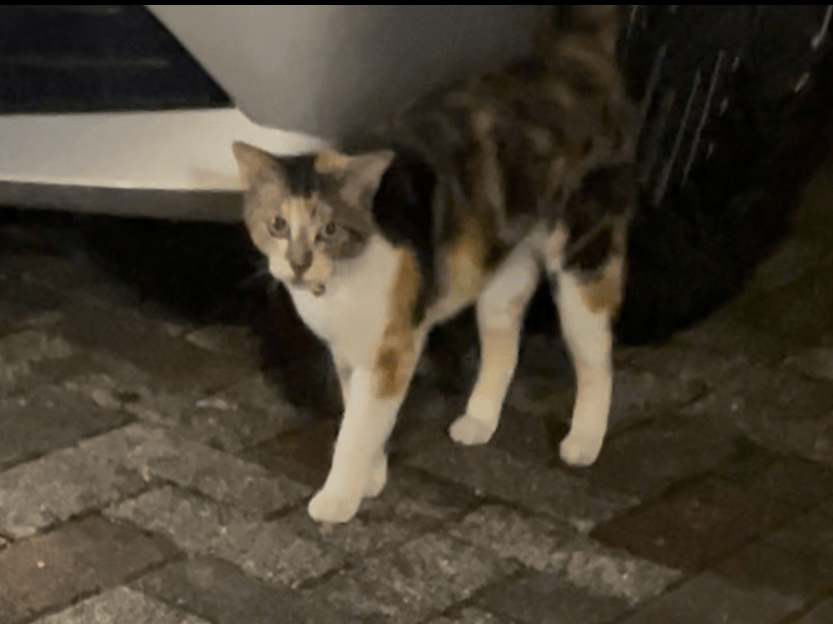 目撃された猫 目撃された猫