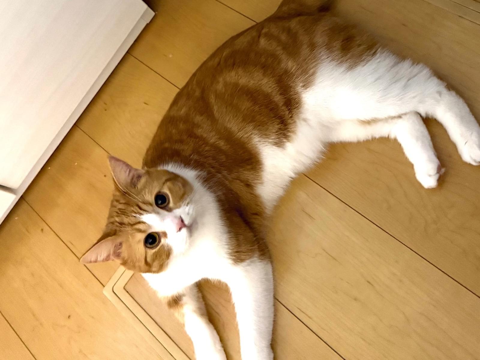 まるちゃん