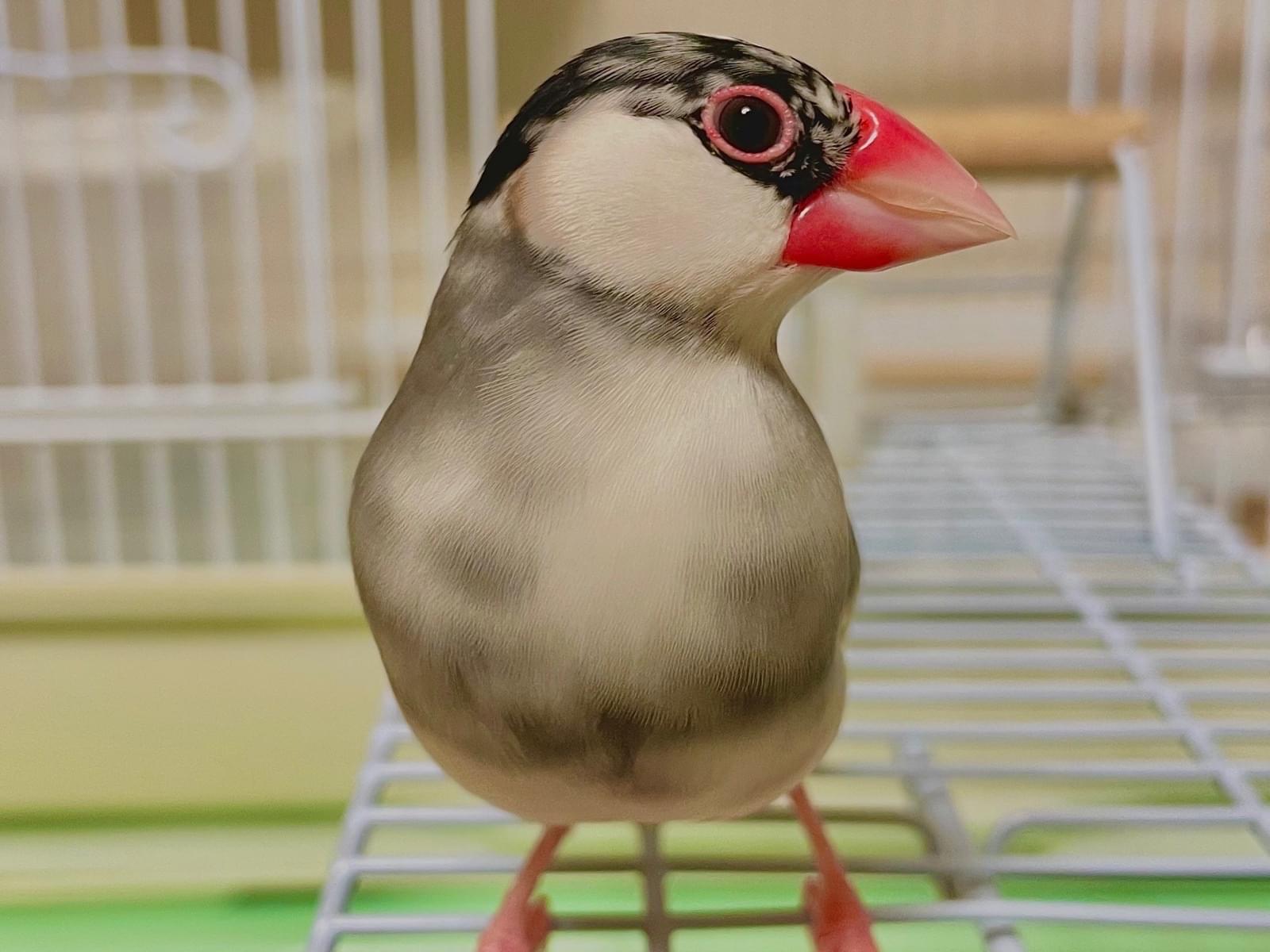 コニちゃん コニちゃん