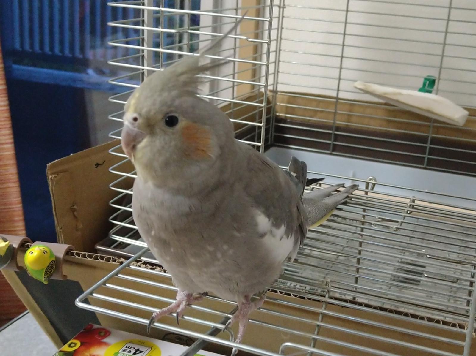ぎんちゃん