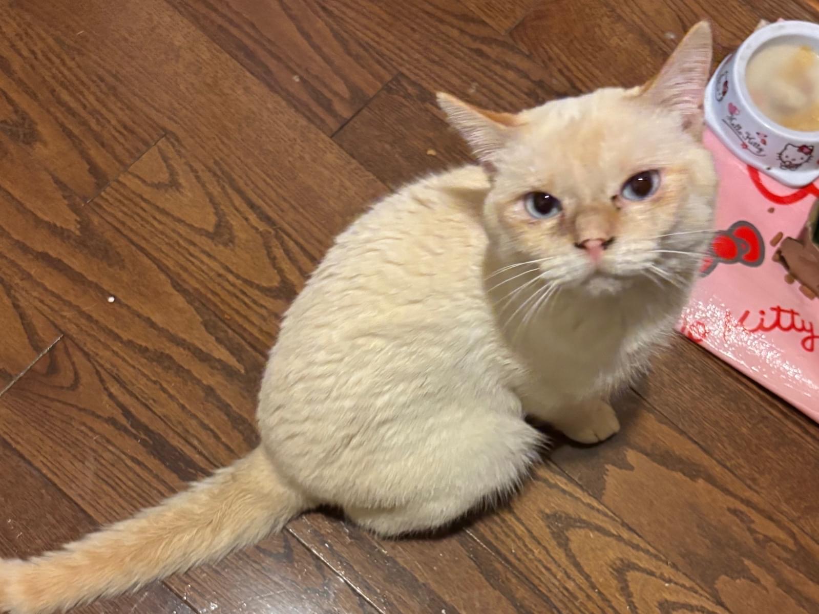 めーたんちゃん