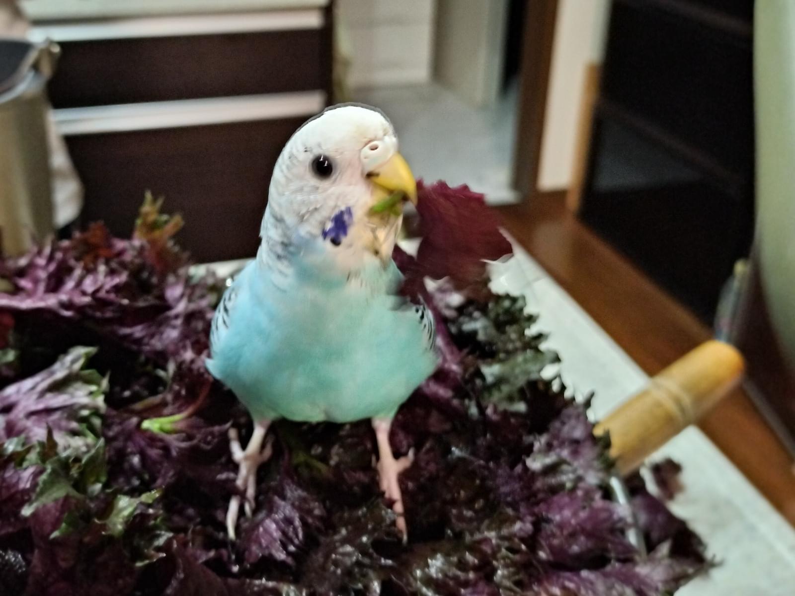 保護された鳥 保護された鳥