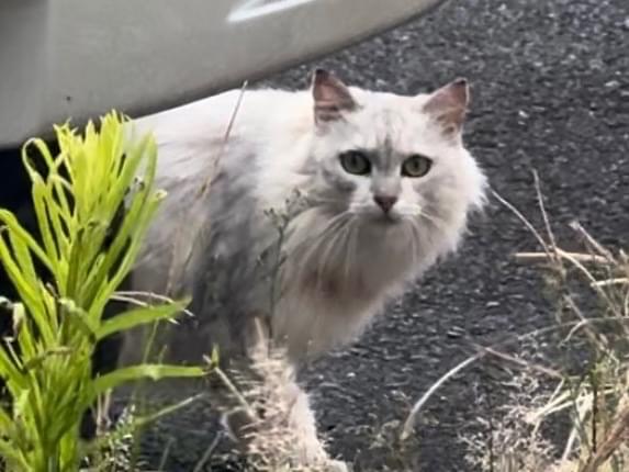 目撃された猫 目撃された猫