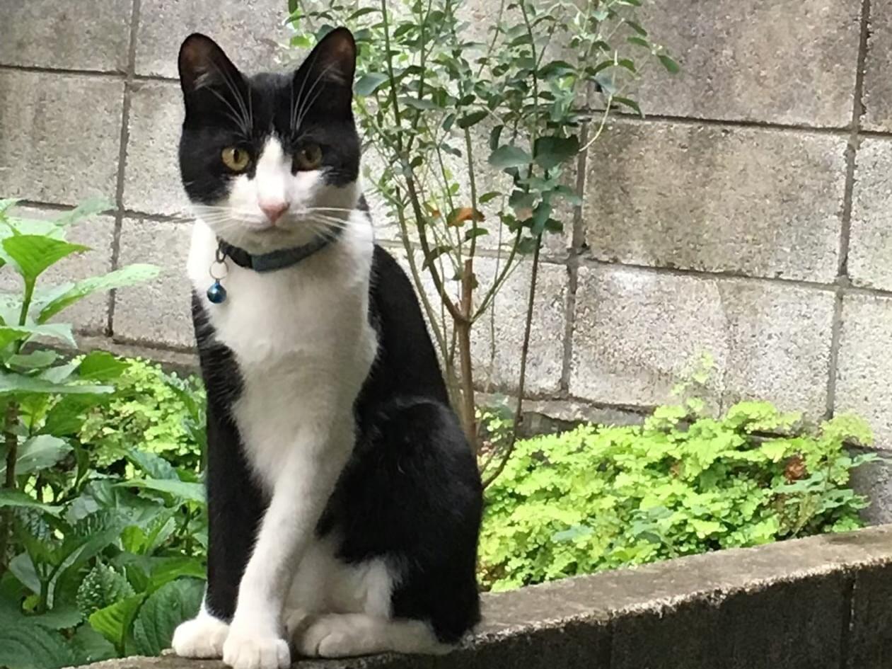 ももちゃん ももちゃん