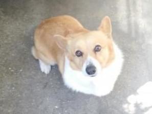 さくらちゃん さくらちゃん