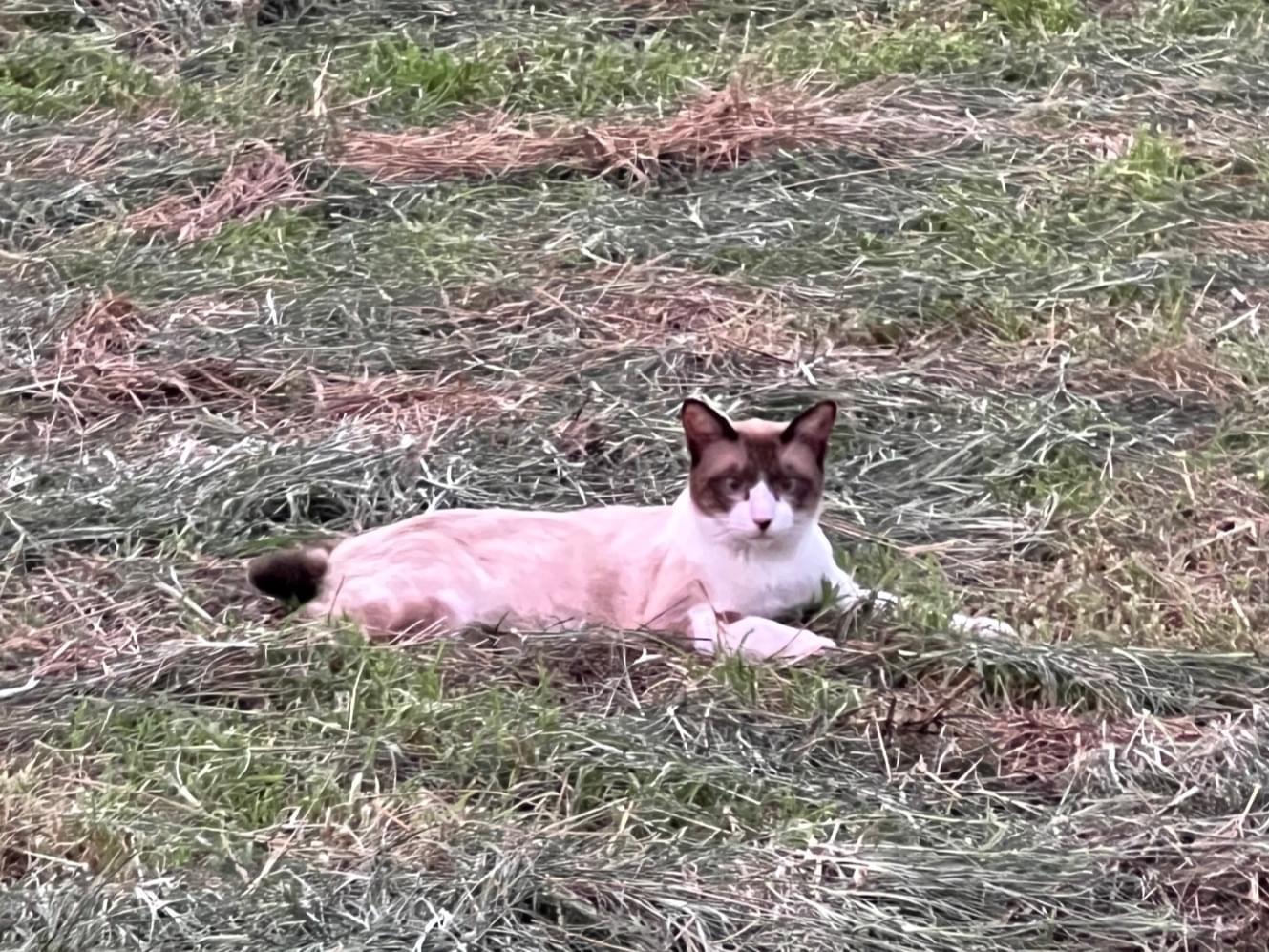 目撃された猫 目撃された猫
