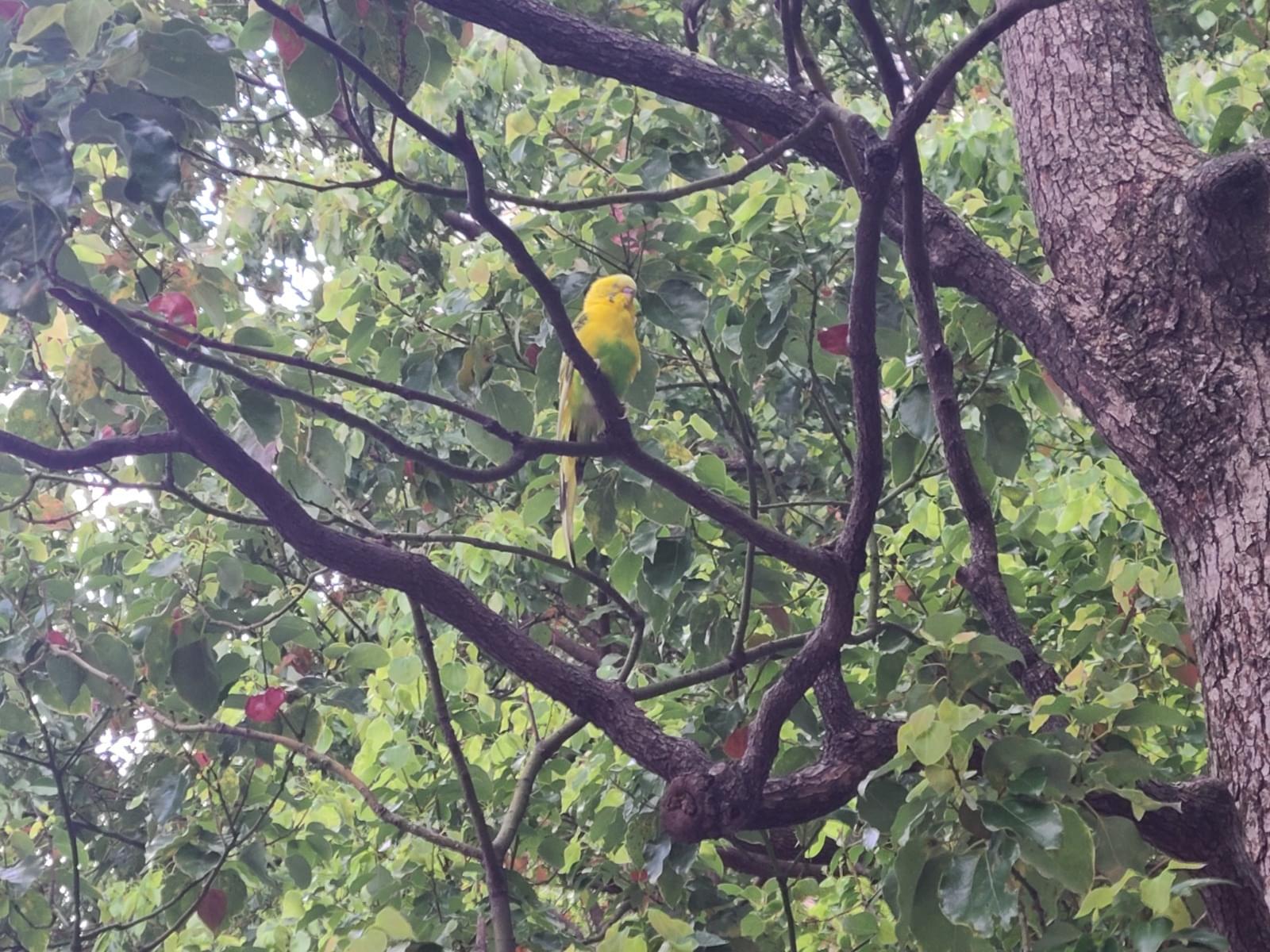 目撃された鳥 目撃された鳥