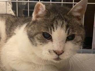 保護された猫 保護された猫