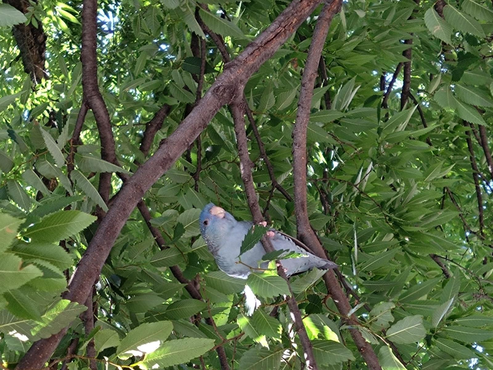 目撃された鳥 目撃された鳥
