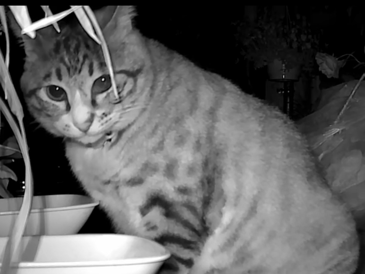 目撃された猫