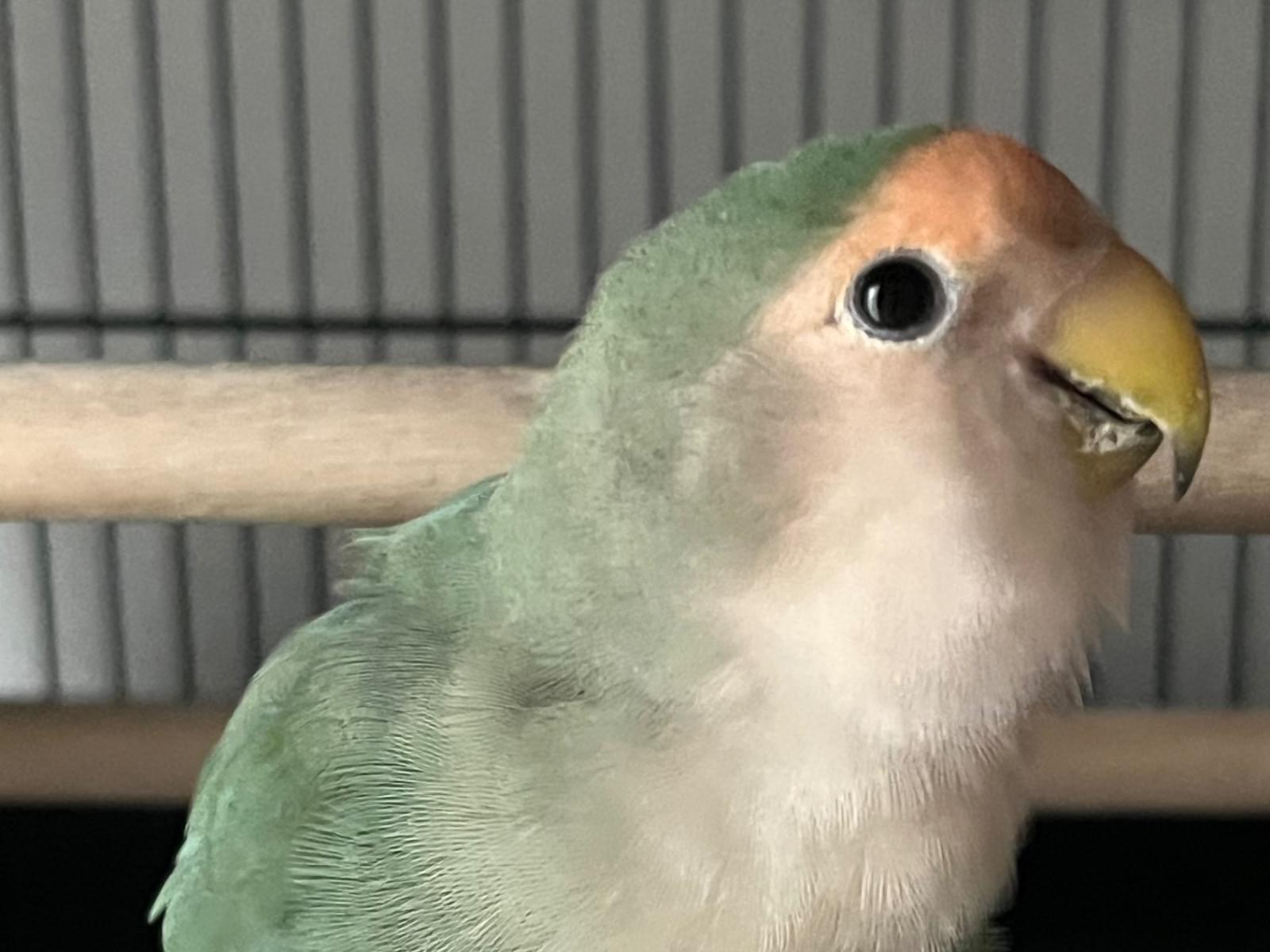 ちこちゃん ちこちゃん