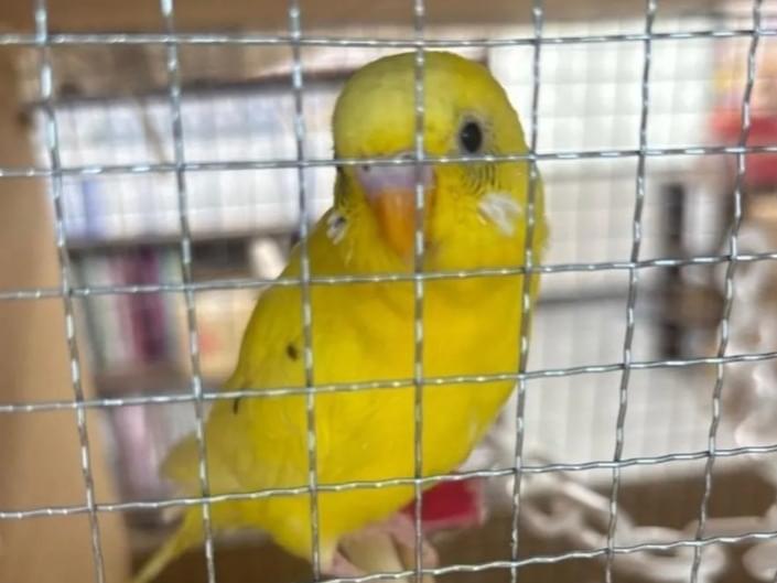保護された鳥