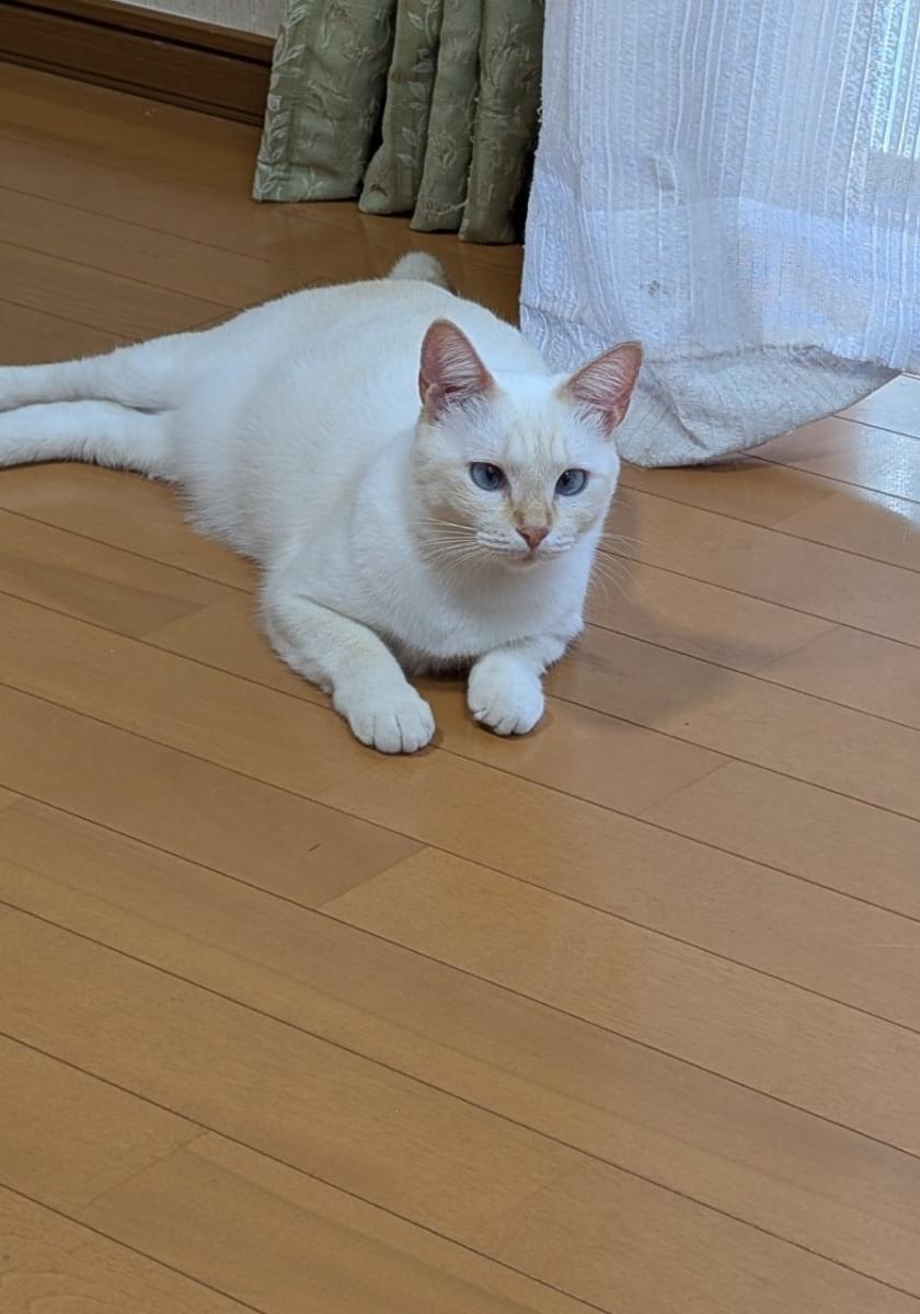 白猫ページ 白猫 on X