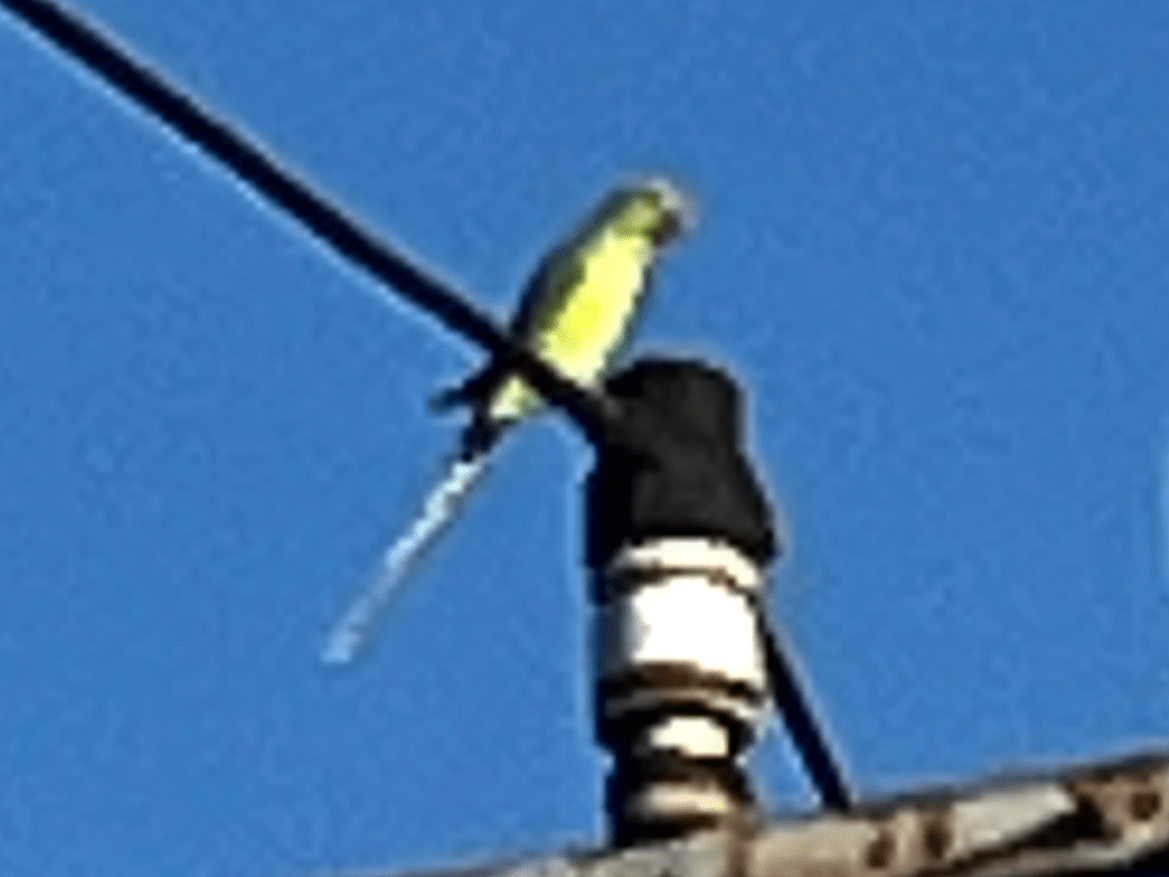 目撃された鳥 目撃された鳥